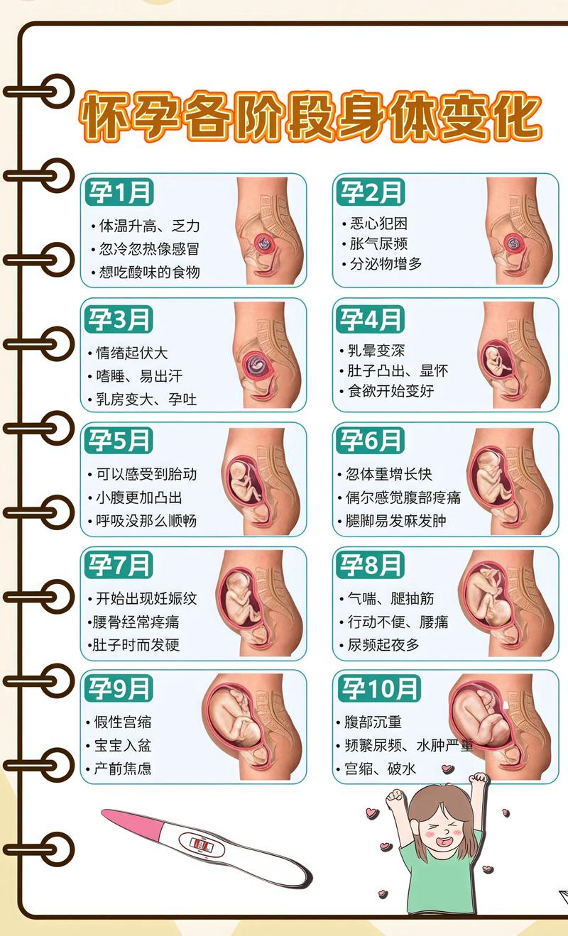 揭秘供卵代孕妈妈怀孕小腹分两节，孕期变化的奥秘阿拉善代生机构: